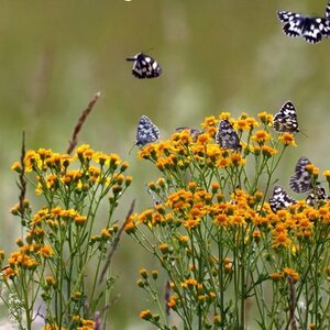 First-ever Biodiversity map of South Caucasus presented in Georgia